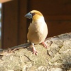 Hawfinch
